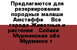 Предлагаются для резервирования породные малаши Амстаффа  - Все города Животные и растения » Собаки   . Мурманская обл.,Мурманск г.